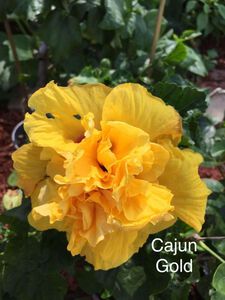 1 gal. Cajun Hibiscus Plant