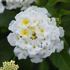White Lantana