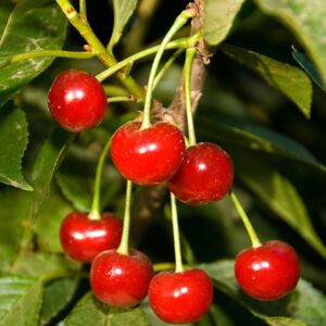 3 Gal. Tree Cherry assorted