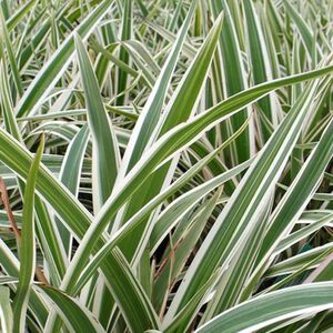 Flax Lily Variegated