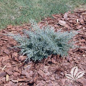 Plant Juniper Blue Spiral 5ga