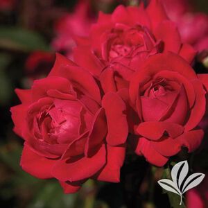 2 Gallon Double Knock Out Rose
