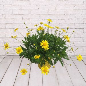 10in TC CALIFORNIA BUSH DAISY