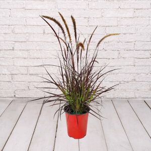 10inGrass RED FOUNTAIN GRASS