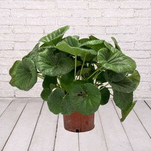 Plant Trp Farfugium Tractor Se