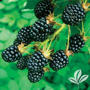 3 Gal. Vine Blackberry Assorted