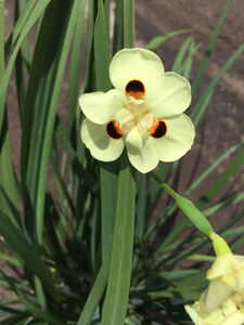 Plant Trp Iris Yellow African