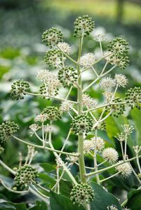 Shrub Fatsia Japn Aralia #3
