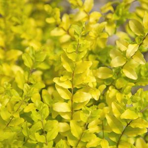 Southern Living Sunshine Ligustrum Live Shrub in 2-Gallon Grower Pot