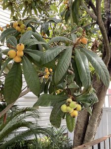 Tree Loquat 5 gal