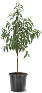 3 Gal. Tree Peach