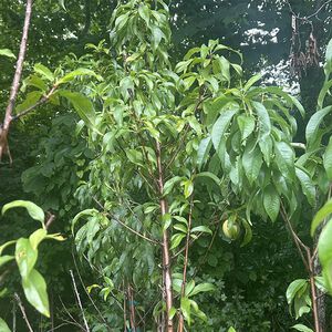 Tree Peach La Festival 5gal