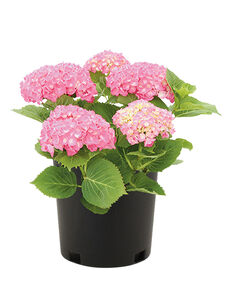 Hydrangea Plant Assorted 3 Gallon