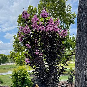 Crapemyrtle Premium Assrt 3G