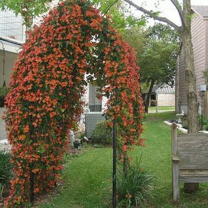 Cross Vine Tangerine Beauty 3g