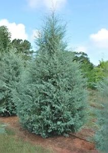 Tree Arizona Cypress Carolina