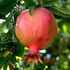 3 Gal. Tree Pomegranate assorted