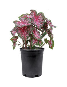 Caladium Plant 1 Gallon
